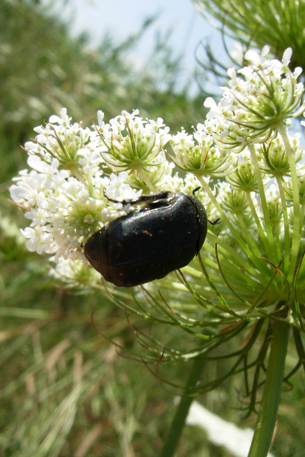 Coleotteri neri da Creta